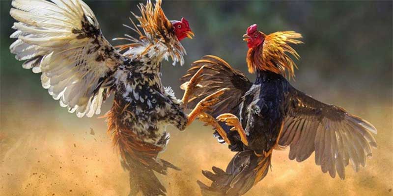 Giới thiệu chi tiết nhất về sảnh đá gà sao789